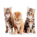 Adorable Kittens 2 Theme screen for extension Chrome web store in OffiDocs Chromium